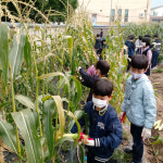음성 맹동초등학교, 꼬마농부들 늦옥수수를 수확하다