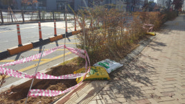 세종지역 가로수 식재·관리 체계 개선해야