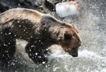[포토] 폭염...오월드 동물들 여름나기