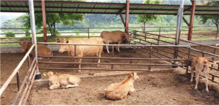 당진시, 한우산업 수급안정에 온힘
