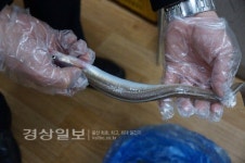울산 태화강 하류, 붕장어 30여마리 집단 폐사