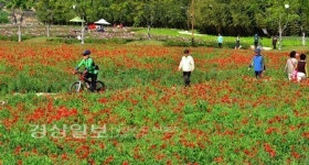 꽃동산으로 변한 울산 태화강 대공원