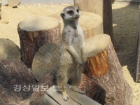 울산대공원에 미어캣과 몽크앵무새 보러오세요