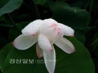 [Week & Free]염화미소 머금은 연꽃