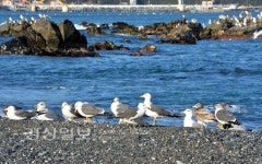 쌀쌀한 주말, 햇살 아래 갈매기들