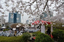 울산시, 벚꽃 아래서 봄 만끽하는 음악회 개최