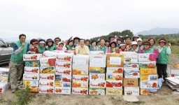 울산 북구 농소2동 새마을협의회와 새마을부녀회, 지역아동센터와 경로당에 기부할 사랑의 감자 수확
