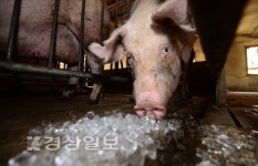 살인적인 더위, 울산지역 동물들 습성도 바꿨다