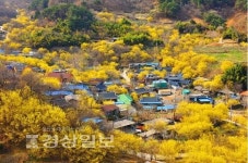 샛노랗게 터지는 꽃망울, 마을마다 꽃대궐...새봄 알리는 화사한 축포
