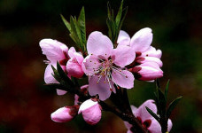 [알면 보인다. 임규동기자의 꽃이야기]도화(桃花)