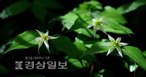 [알면 보인다. 임규동기자의 꽃이야기]애기나리