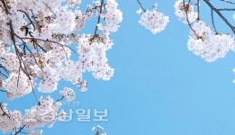 울산 삼남면 작천정 벚꽃길 다목적 광장 조성 난항
