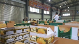 서생농협, 산지공판장 올해 첫 배 경매