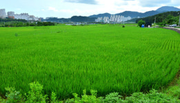 울주군 우량농지 전용허가 막는다