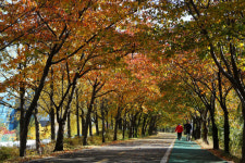 [사진뉴스]가을의 절정, 안양천 제방길