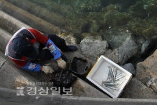 [이성규의 낚시천하]작은섬에 10여개가 넘는 방파제, 낚시에 안성맞춤