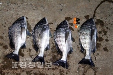 [이성규의 낚시천하]갯바위 곳곳서 감성돔…대물 낚으러 갑시다
