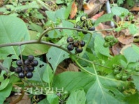 [큰세상의 약초 이야기]열매부터 뿌리까지 약재로 쓰이는 까마중