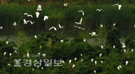 [사진뉴스]여름 삼호대숲 지킴이들