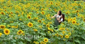 [사진뉴스]여름 태화강변 새 명물