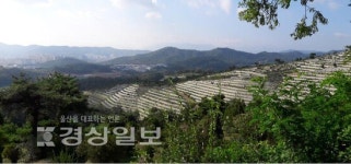 [강상구의 명당산책]조상의 묘소가 평지일수록 남자 후손 개체수 증가