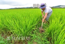 [사진뉴스]단비에 바쁜 일손