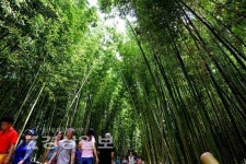 [사진뉴스]도심 피서명소 십리대숲