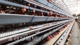 양산 산란계 농장 25곳 살충제 미검출