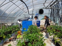 울산 딸기농가도 ICT융합 스마트팜 바람