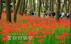 [사진/영상]대왕암공원 꽃무릇 절정