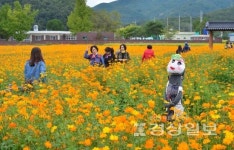 한우불고기축제 앞둔 봉계경관단지 코스모스 장관