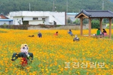 한우불고기축제 앞둔 봉계경관단지 코스모스 장관