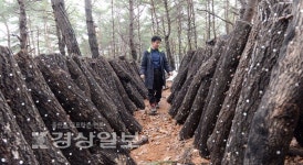 [부농부촌 꿈꾸는 울산의 임업농가]1년간 생표고 20t생산…매년 5억원 가량 수익