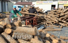 [부농부촌 꿈꾸는 울산의 임업농가]울산 베이비부머 꿈 영그는 천마재배농장