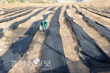 [부농부촌 꿈꾸는 울산의 임업농가]울산 베이비부머 꿈 영그는 천마재배농장
