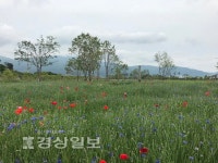 낙동강변  황산공원, 아름다운 봄꽃 만발
