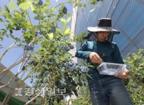 울산법원 옥상 블루베리 농장 깜짝변신…수익금 기부
