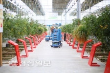 [농업도 4차산업혁명시대, 울산도 ICT 스마트팜 활성화]수십종의 토마토 환경 제어 통해 건강하고 안전하게 생산