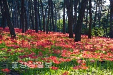 대왕암공원은 꽃무릇 천국
