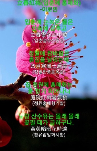 立春紅梅-입춘에 홍매화