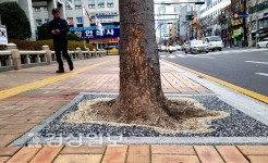 울산시청 앞 가로수 반생태적 보호판 설치 논란