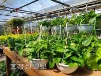 우리집 천연 공기청정기, 어머님, 이 식물들을 집에 들이셔야 합니다