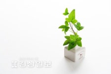 우리집 천연 공기청정기, 어머님, 이 식물들을 집에 들이셔야 합니다