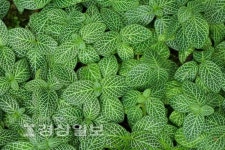 우리집 천연 공기청정기, 어머님, 이 식물들을 집에 들이셔야 합니다