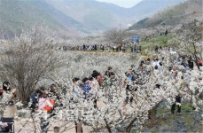 [떠나요, 주말축제]봄꽃 여행에 먹거리는 덤