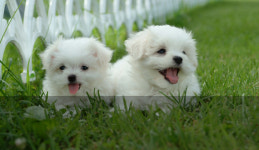 울주군 삼동면에 전국 최고수준 동물문화시설 추진