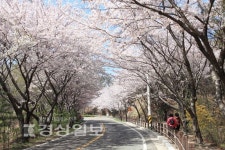 [울산, 어디까지 가봤니]벚꽃잎 흩날리는 봄날, 영화속 주인공 돼볼까