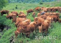 울산지역 한우축제 10월께 통합 개최한다