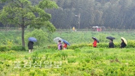 울산지역 빗속의 태화강변 산책