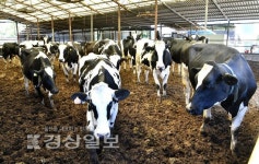 [울산 로컬푸드 현장을 가다]직매장 든든한 판로 힘입어 울산농업 스펙트럼 넓어진다